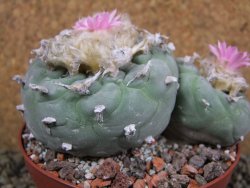 Lophophora fricii pot 11 cm - 12393377