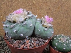 Lophophora fricii pot 11 cm - 12393378