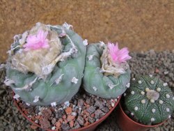 Lophophora fricii pot 11 cm - 12393379