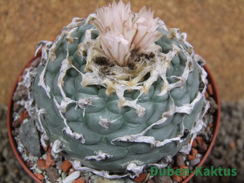 Lophophora fricii Viesca pot 10 cm