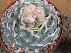 Lophophora fricii Viesca pot 10 cm - 12393415