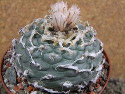 Lophophora fricii Viesca pot 10 cm - 12393416