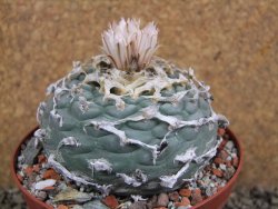 Lophophora fricii Viesca pot 10 cm - 12393417