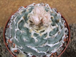 Lophophora fricii Viesca pot 10 cm - 12393418