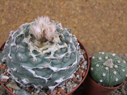 Lophophora fricii Viesca pot 10 cm - 12393419