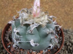 Lophophora williamsii XL, pot 10 cm