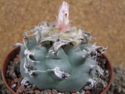 Lophophora williamsii XL, pot 10 cm - 12393421