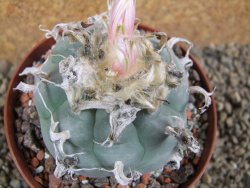 Lophophora williamsii XL, pot 10 cm - 12393422