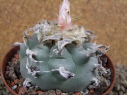 Lophophora williamsii XL, pot 10 cm - 12393423