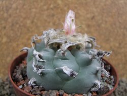 Lophophora williamsii XL, pot 10 cm - 12393424