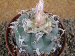 Lophophora williamsii XL, pot 10 cm - 12393425