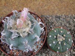 Lophophora williamsii XL, pot 10 cm - 12393427