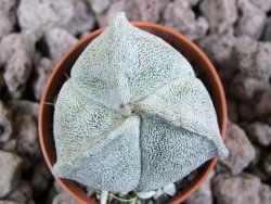 Astrophytum coahuilense tricostatum pot 5,5 cm