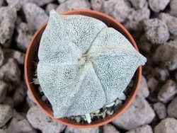 Astrophytum coahuilense tricostatum pot 5,5 cm - 12393452