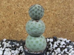 Tephrocactus geometricus pot 5,5 cm