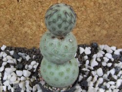Tephrocactus geometricus pot 5,5 cm - 12393464