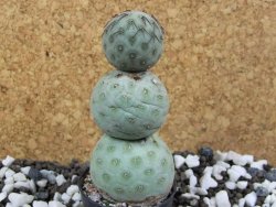 Tephrocactus geometricus pot 5,5 cm - 12393465