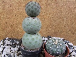 Tephrocactus geometricus pot 5,5 cm - 12393466