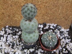 Tephrocactus geometricus pot 5,5 cm - 12393467