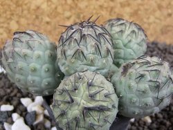 Tephrocactus geometricus pot 5,5 cm