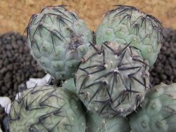 Tephrocactus geometricus pot 5,5 cm - 12393484