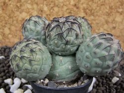 Tephrocactus geometricus pot 5,5 cm - 12393485