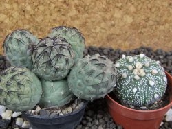 Tephrocactus geometricus pot 5,5 cm - 12393486