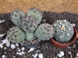 Tephrocactus geometricus pot 5,5 cm - 12393487