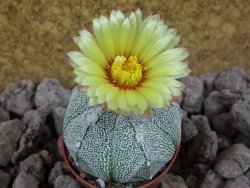 Astrophytum x Hanazano Kabuto pot 5,5 cm