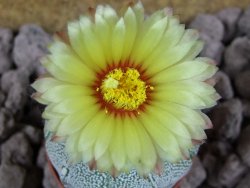 Astrophytum x Hanazano Kabuto pot 5,5 cm - 12393508