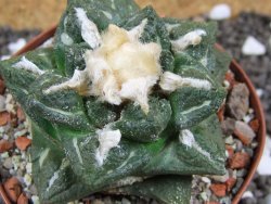 Ariocarpus fissuratus intermedius SB, XL pot 8 cm - 12393558