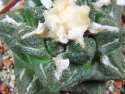 Ariocarpus fissuratus intermedius SB, XL pot 8 cm - 12393559