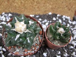 Ariocarpus fissuratus intermedius SB, XL pot 8 cm - 12393563