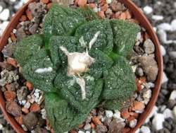 Ariocarpus fissuratus Cuatro Cienegas pot 8 cm