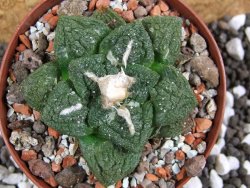 Ariocarpus fissuratus Cuatro Cienegas pot 8 cm - 12393569