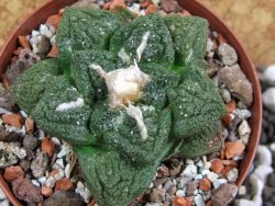 Ariocarpus fissuratus Cuatro Cienegas pot 8 cm - 12393570