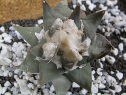 Ariocarpus confusus Aramberi 7 cm Cites IA - 12393574