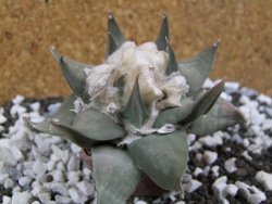 Ariocarpus confusus Aramberi 7 cm Cites IA - 12393575