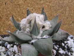 Ariocarpus confusus Aramberi 7 cm Cites IA - 12393576