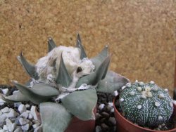Ariocarpus confusus Aramberi 7 cm Cites IA - 12393577
