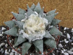 Ariocarpus retusus SB 68 pot 10,5 cm cites IA - 12393597