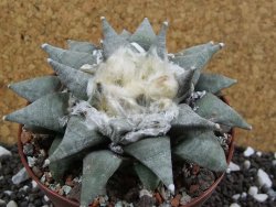 Ariocarpus retusus SB 68 pot 10,5 cm cites IA - 12393598