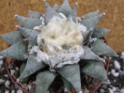 Ariocarpus retusus SB 68 pot 10,5 cm cites IA