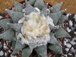 Ariocarpus retusus SB 68 pot 10,5 cm cites IA - 12393600