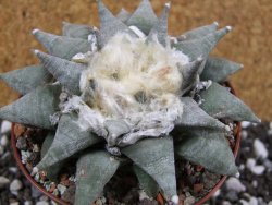 Ariocarpus retusus SB 68 pot 10,5 cm cites IA - 12393601