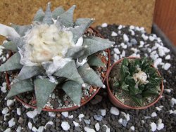 Ariocarpus retusus SB 68 pot 10,5 cm cites IA - 12393602