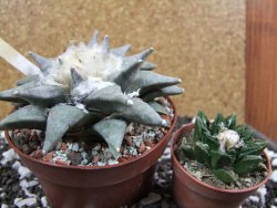 Ariocarpus retusus SB 68 pot 10,5 cm cites IA - 12393603