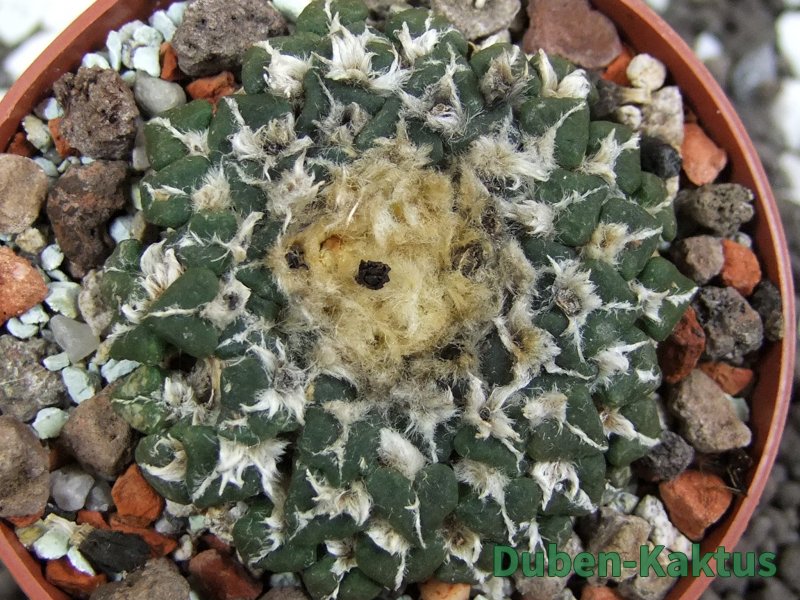 Ariocarpus kotschoubeyanus sladkovskii Rio Verde pot 6,5 cm