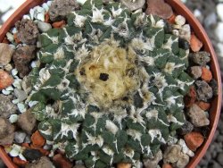 Ariocarpus kotschoubeyanus sladkovskii Rio Verde pot 6,5 cm