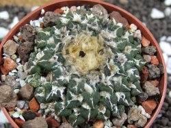 Ariocarpus kotschoubeyanus sladkovskii Rio Verde pot 6,5 cm - 12393613